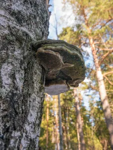 Kääpä