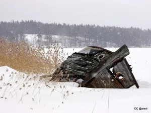 Hylky Ribbingössä - viikon 11 kuva