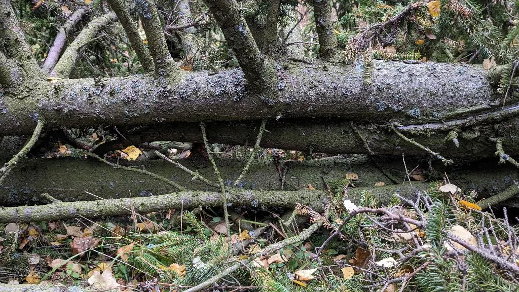 Monihaarainen kuusen latva