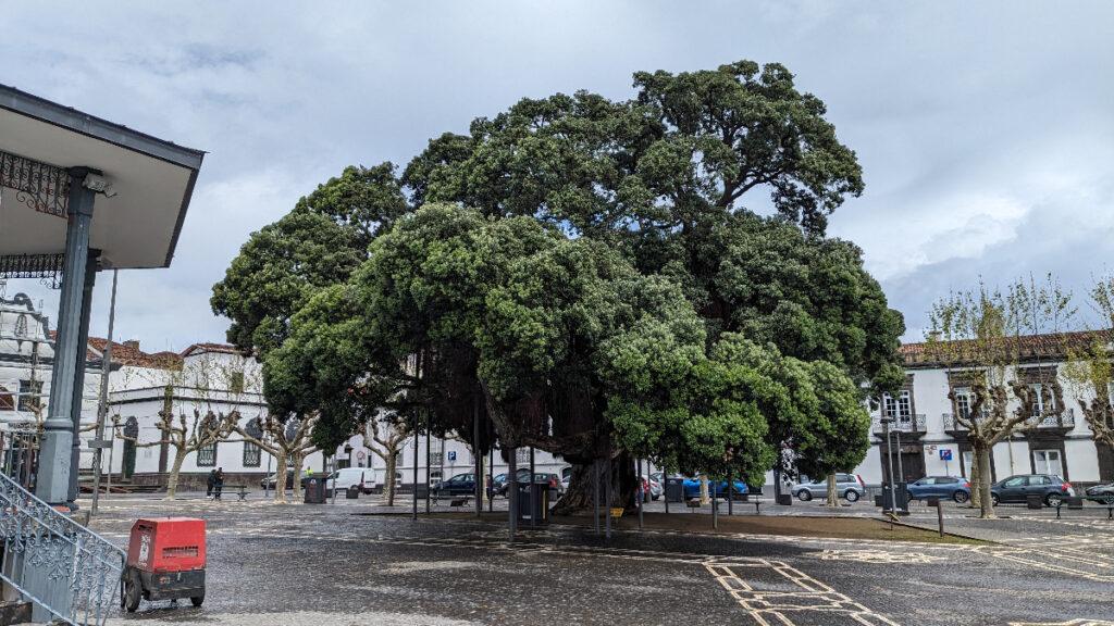 Iso puu aukiolla - Ponta Delgada - Sao Miguel saarella